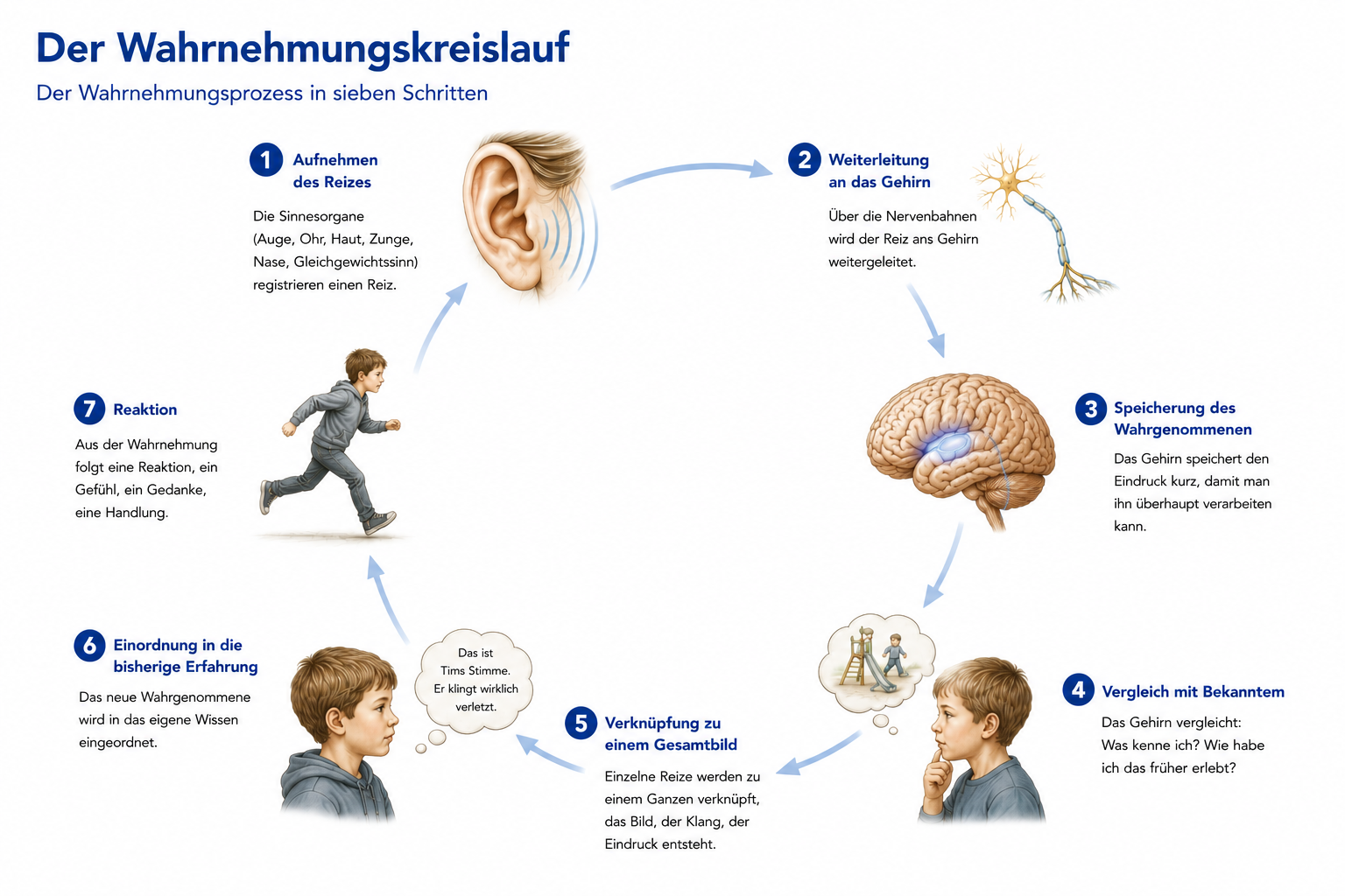 Infografik: Der Wahrnehmungskreislauf